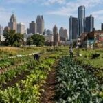 Detroit was built for 2 million people, but its shrinking population turned abandoned lots into one of America's largest urban farming movements