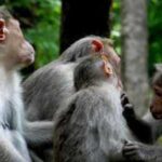 <b>The surprising social lives of monkeys: Study discovers that primates take care of animals outside their own family, just like humans</b>