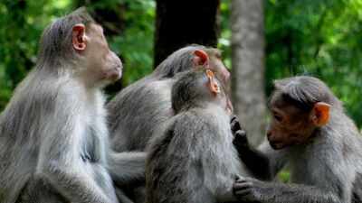 <b>The surprising social lives of monkeys: Study discovers that primates take care of animals outside their own family, just like humans</b>