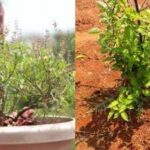 Growing Holy basil (tulsi) in pot vs on land: Which helps in grow better