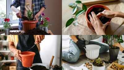 The right way to set up a plant pot: From coco peat to sand, here's the perfect layering guide