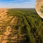 China planted trees the Taklamakan Desert for nearly 50 years. Satellites now show the landscape is capturing more carbon than it releases
