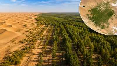 China planted trees the Taklamakan Desert for nearly 50 years. Satellites now show the landscape is capturing more carbon than it releases
