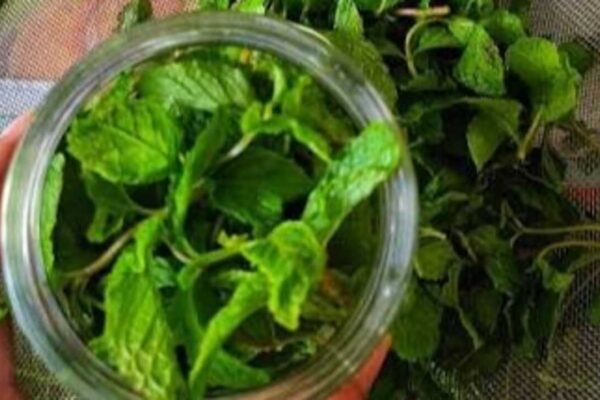 How to store fresh pudina without a refrigerator: 7 easy and practical hacks that actually work