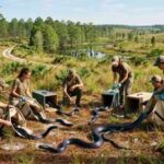 A giant snake vanished from parts of the US decades ago. Scientists are now releasing 42 eastern indigo snakes to bring it back