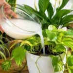 Rice water for plants: 7 plants that grow well with this simple kitchen leftover