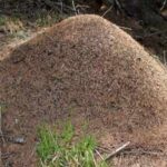 <b>This 6,000-km-long underground city stretching from Portugal to Italy is built by Argentine ants across the coasts of four European countries</b>