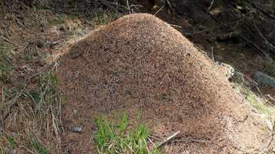 <b>This 6,000-km-long underground city stretching from Portugal to Italy is built by Argentine ants across the coasts of four European countries</b>