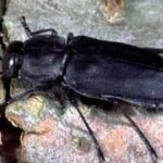 <b>Scientists discover Black pine jewel beetles use heat, smoke and infrared organs to find wildfires using nature's most sophisticated sensory system</b>