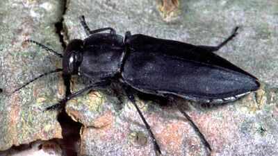 <b>Scientists discover Black pine jewel beetles use heat, smoke and infrared organs to find wildfires using nature's most sophisticated sensory system</b>