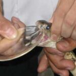 From venom to antivenom: How horse blood became the secret behind a life-saving medicine