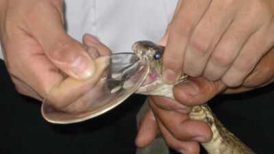 From venom to antivenom: How horse blood became the secret behind a life-saving medicine