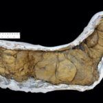 Scientists discovered that animal poop travelled across oceans 540-million-years ago and triggered the evolution of life on earth