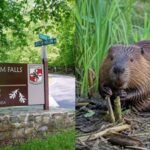 Two people bitten by beavers in less than two weeks at Maryland park force partial closure after both animals test positive for rabies