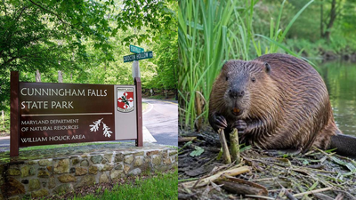 Two people bitten by beavers in less than two weeks at Maryland park force partial closure after both animals test positive for rabies