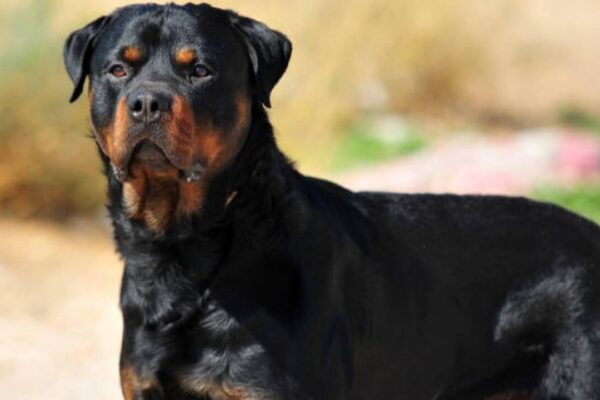 From loyalty to alertness: 7 low-maintenance dog breeds for homeowners