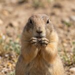 America spent decades poisoning prairie dogs as pests, but scientists found they help keep grasslands healthy