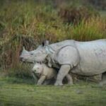 Assam proposes to reduce Kaziranga National Park’s Eco-Sensitive Zone (ESZ) from 10 km to 1 km; what does this mean for its elephants, rhinos and other wildlife