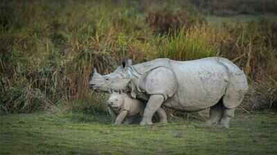 Assam proposes to reduce Kaziranga National Park’s Eco-Sensitive Zone (ESZ) from 10 km to 1 km; what does this mean for its elephants, rhinos and other wildlife