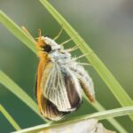 Only nine such butterflies were found in US in 2022; 3 years later, over 1,300 were released