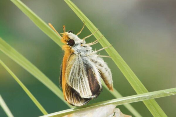 Only nine such butterflies were found in US in 2022; 3 years later, over 1,300 were released