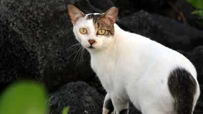 In 1815, cats arrived on Ascension Island; they drove huge seabird colonies away until conservationists launched a cat-eradication mission