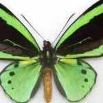 Butterfly wings inspire a breakthrough solar panel design that could boost electricity production by 66%