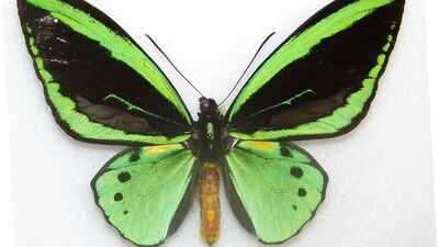 Butterfly wings inspire a breakthrough solar panel design that could boost electricity production by 66%