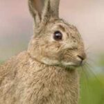 In 1937, Australian scientists released infected rabbits on an island to test a virus that would later transform rabbit control across the continent