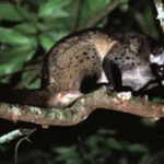 Coffee beans found in Civet poop used to make one of the world’s most expensive Kopi Luwak coffee which costs thousands of dollars per kilogram