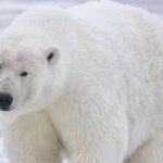 A polar bear destroyed almost an entire seabird colony in Alaska; scientists say changing food habits may explain why