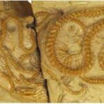 Scientists discovered four snakes curled together in a burrow for 38 million years as the volcanic ash preserved their remarkable fossils