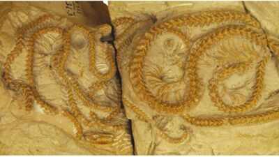 Scientists discovered four snakes curled together in a burrow for 38 million years as the volcanic ash preserved their remarkable fossils