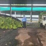 Artificially Ripened Bananas: 10,890 kg of chemically ripened bananas seized in Karnataka: 4 signs your banana may have been artificially ripened