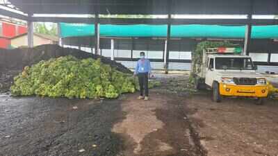 Artificially Ripened Bananas: 10,890 kg of chemically ripened bananas seized in Karnataka: 4 signs your banana may have been artificially ripened