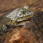 California releases more than 3,000 endangered mountain frogs into the wild, restoring a species that has lost most of its home