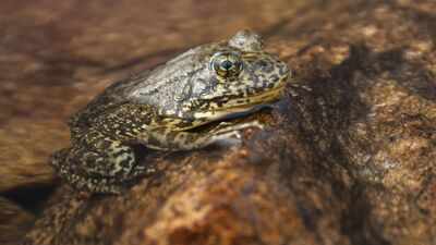 California releases more than 3,000 endangered mountain frogs into the wild, restoring a species that has lost most of its home