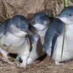 Australia to hand-vaccinate 5,000 wild penguins against bird flu spreading across wildlife; the birds’ nightly routine will make the daunting task possible