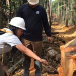Brazilian scientists sampled 800 trees across 63 Amazon locations; their atomic fingerprinting model can exclude 92% of the forest when tracing suspicious timber