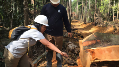 Brazilian scientists sampled 800 trees across 63 Amazon locations; their atomic fingerprinting model can exclude 92% of the forest when tracing suspicious timber