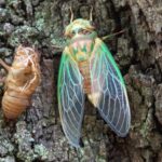 Scientists coated a cicada wing with silver and created a sensor that amplified faint molecular signals by tens of millions
