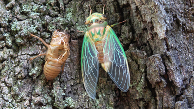 Scientists coated a cicada wing with silver and created a sensor that amplified faint molecular signals by tens of millions