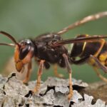 In 2023, America’s first live yellow-legged hornet, a bee-killing predator, was found in Georgia; by 2026, officials had trapped 866 and destroyed 44 nests