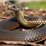 Researchers examined every body vertebra in 13 Australian snakes and found five distinct regions, including a short neck just 7 to 12 vertebrae long