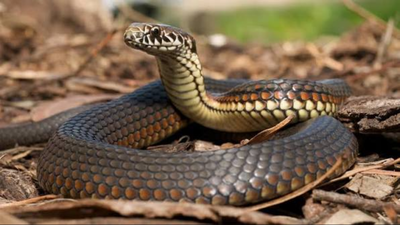 Researchers examined every body vertebra in 13 Australian snakes and found five distinct regions, including a short neck just 7 to 12 vertebrae long