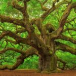 Scientists reviewed 54 Asian oak species; 40 had no backup in any botanical collection, while one may already be extinct in the wild
