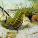 UK officials issued a legal warning after protected seahorses were disturbed; divers should observe for under five minutes and never touch or pursue them