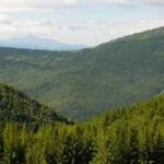 Since 2018, Europe’s forests have lost 46% more biomass per hectare each year; drought and bark beetles are weakening a carbon sink that stored 72% less CO2 in 2020–2022