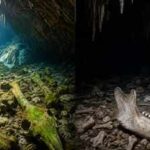 Scientists studied animal bones in South Australia’s underwater caves; those near light carried algae marks while bones in total darkness remained remarkably pristine