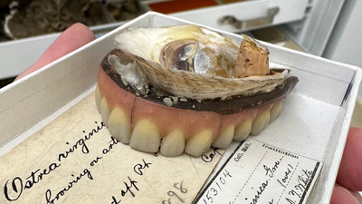 In 1898, Chesapeake Bay was so full of oysters that one grew on a lost set of dentures; today, more than 99% of the historic native population has disappeared